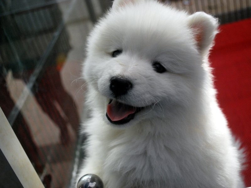 131-135 Wyee Road, Wyee NSW 2259