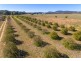 34 Grevillea Avenue, Eugowra NSW 2806