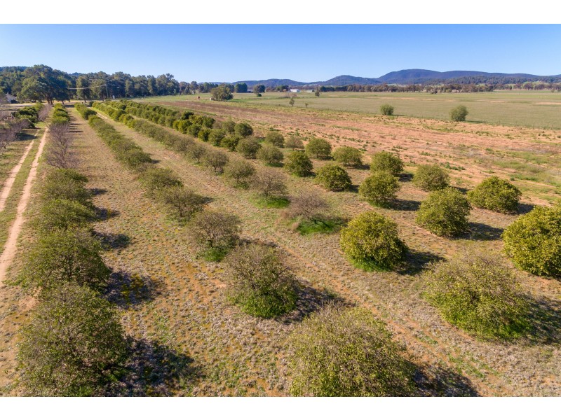 34 Grevillea Avenue, Eugowra NSW 2806