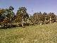 Woodrising Berrilee Lane, Orange NSW 2800