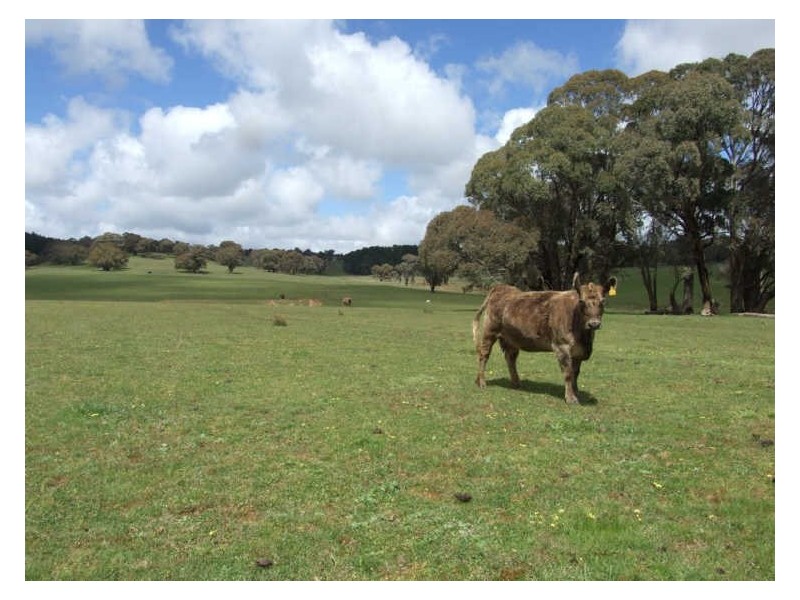 “Kareela”/1495 Cargo Road, Orange NSW 2800