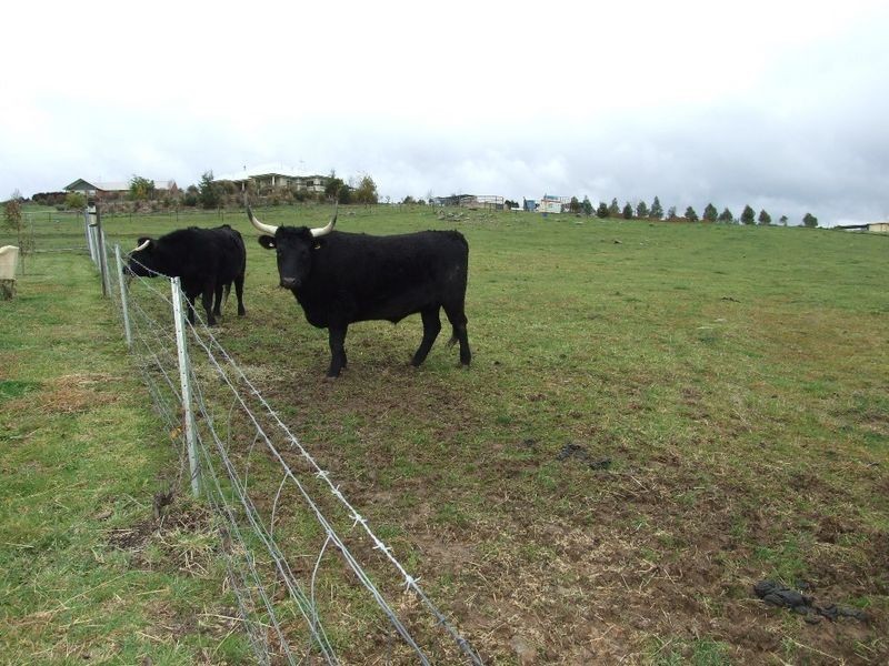 4 Emmas Lane, Orange NSW 2800