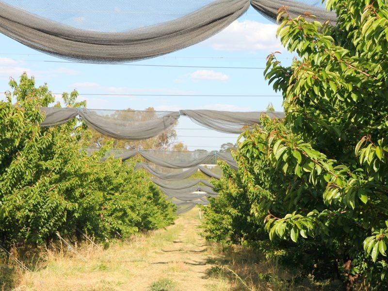 Sunnycrest Wallace Lane, Orange NSW 2800