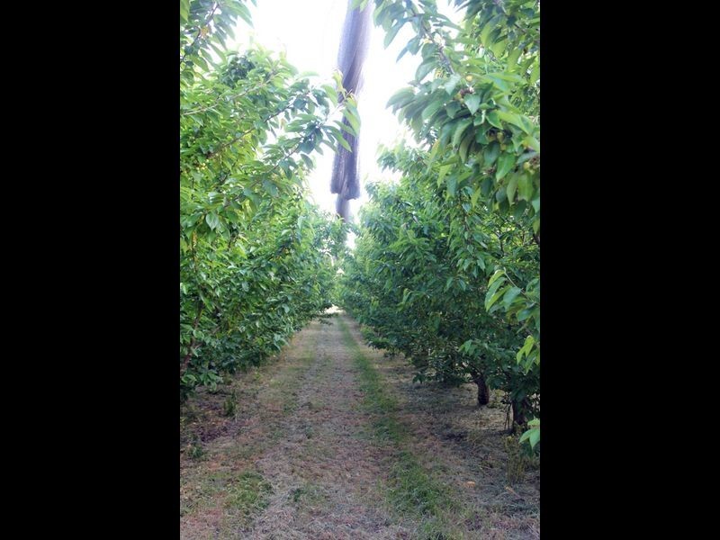 Sunnycrest Wallace Lane, Orange NSW 2800