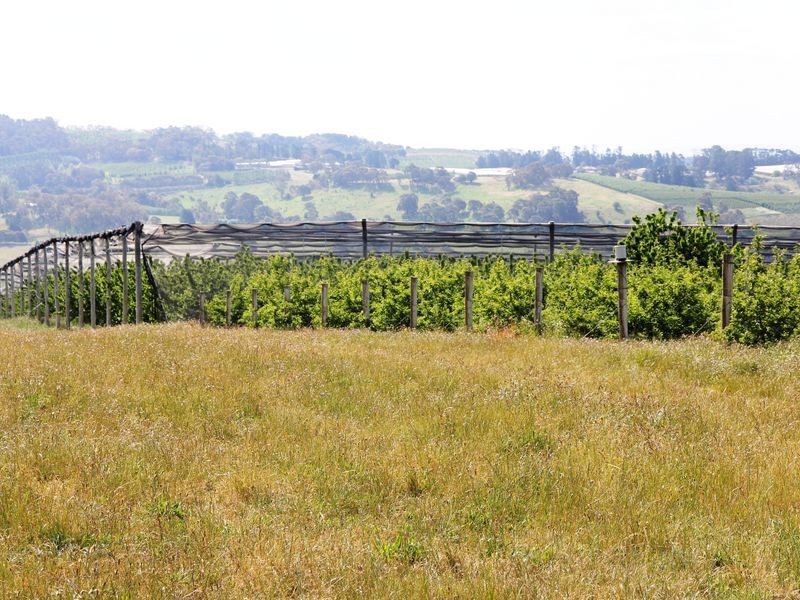 Sunnycrest Wallace Lane, Orange NSW 2800