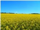 240 Longs Corner Road Canowindra, Orange NSW 2800