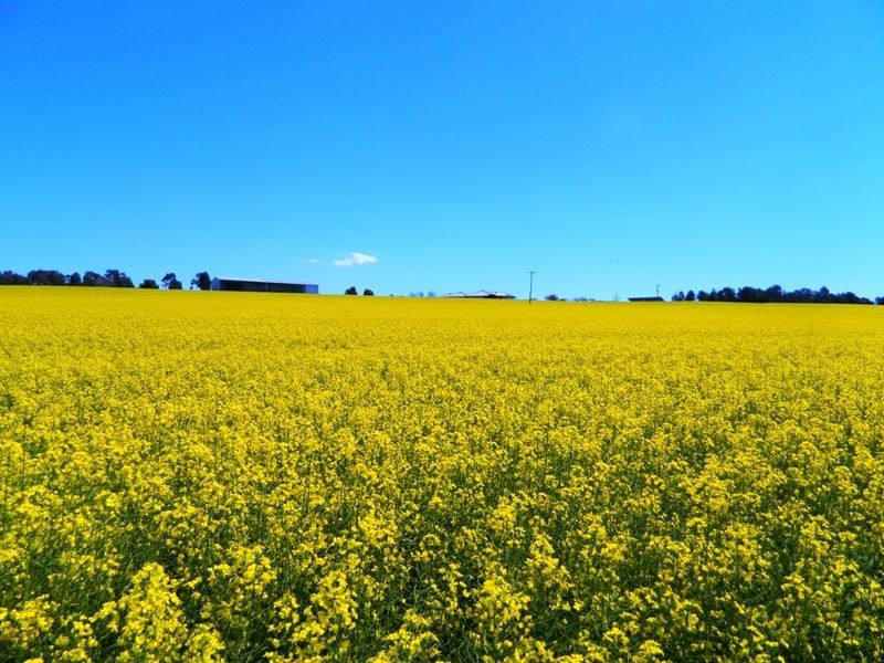 240 Longs Corner Road Canowindra, Orange NSW 2800
