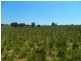 240 Longs Corner Road Canowindra, Orange NSW 2800