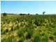 240 Longs Corner Road Canowindra, Orange NSW 2800