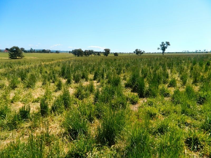 240 Longs Corner Road Canowindra, Orange NSW 2800