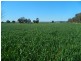 240 Longs Corner Road Canowindra, Orange NSW 2800