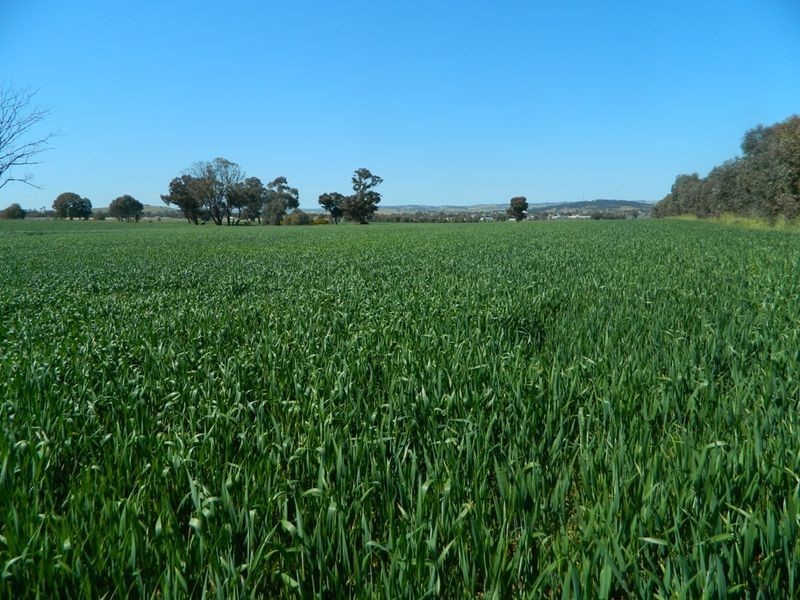 240 Longs Corner Road Canowindra, Orange NSW 2800