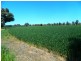 240 Longs Corner Road Canowindra, Orange NSW 2800