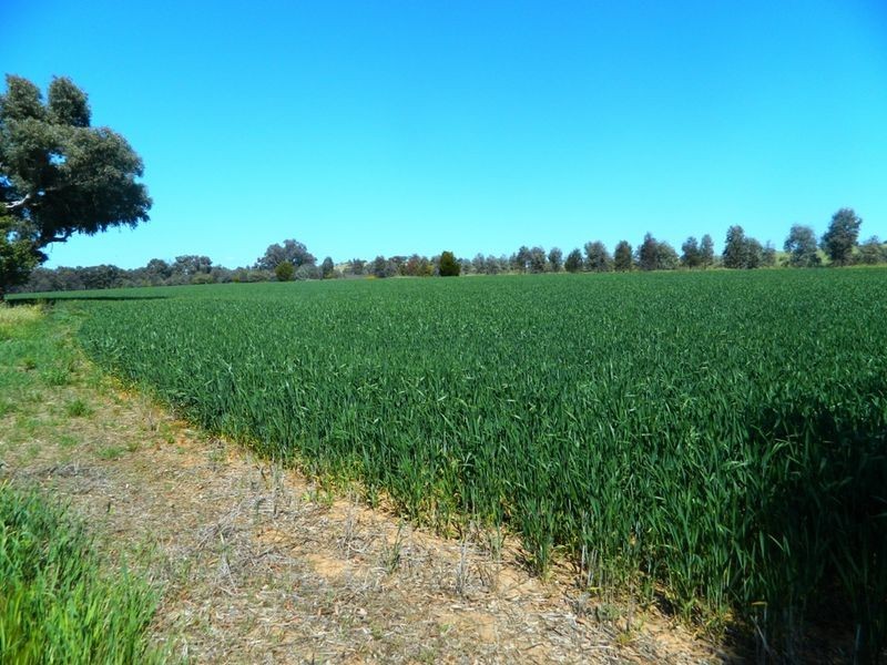 240 Longs Corner Road Canowindra, Orange NSW 2800
