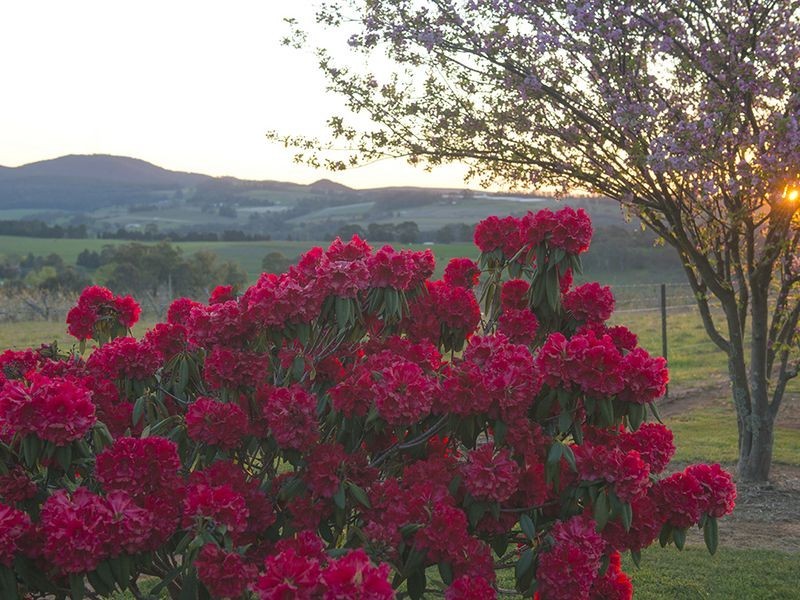 Mayfair Lot 10 Wrights Lane, Orange NSW 2800