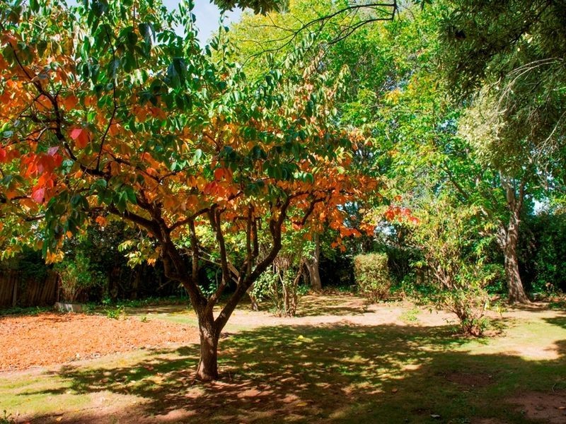 52 Kite Street, Orange NSW 2800