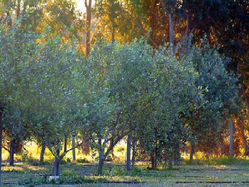 The Olive Pit/Lot 19 Cnr Commonage Rd & Brushwood Brook Dr, Yallingup WA 6282