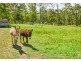 9 Wynters Road, Burrell Creek NSW 2429