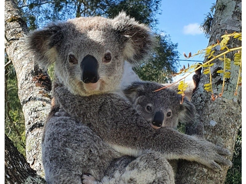 4 Washington Street, Tinonee NSW 2430