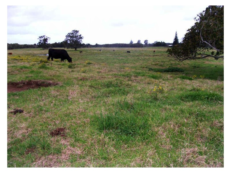 315 Glenthorne Road, Taree NSW 2430