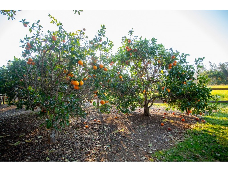 35 Narrung Place, Oxley Island NSW 2430