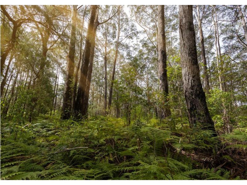 13 Rainforest Drive, Mitchells Island NSW 2430