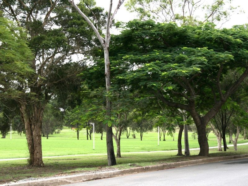 17 Waratah Avenue, Graceville QLD 4075