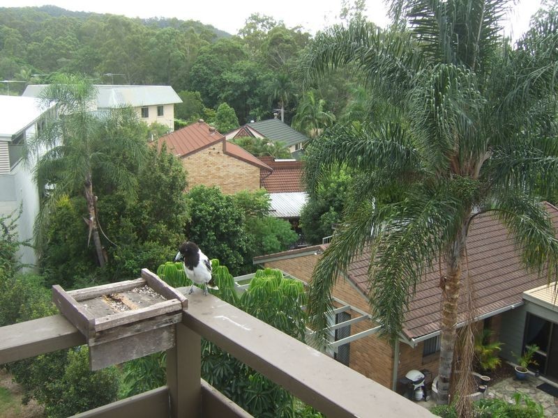 29 Chapel Hill Road, Chapel Hill QLD 4069