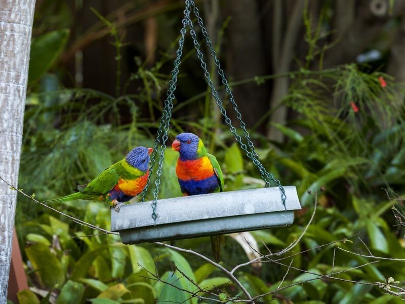 9 Jacana Court, Bellbowrie QLD 4070