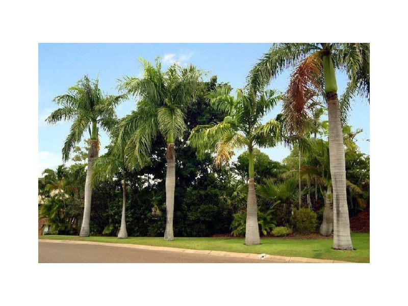 54 Marmindie Street, Chapel Hill QLD 4069