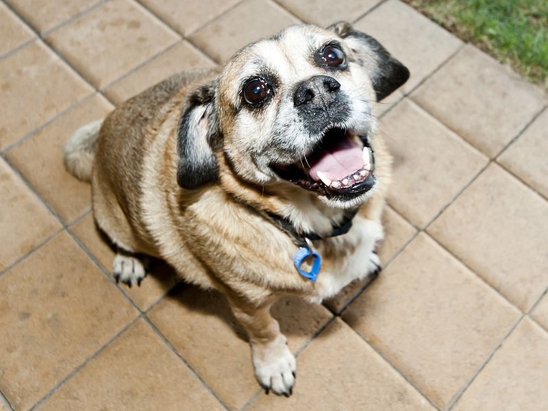 9 Cawdor Lane, Orelia WA 6167