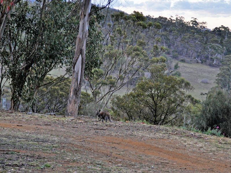 7 Boldrewood Court, Dulcot TAS 7025