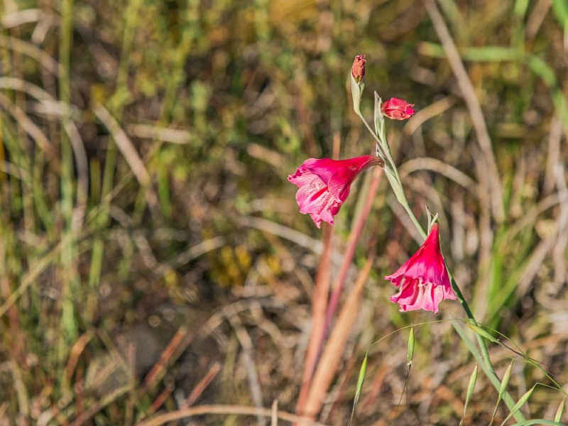 311 Nicolas Drive, Casuarina WA 6167