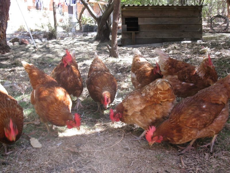 19 Blacksmith Drive, Wellard WA 6170