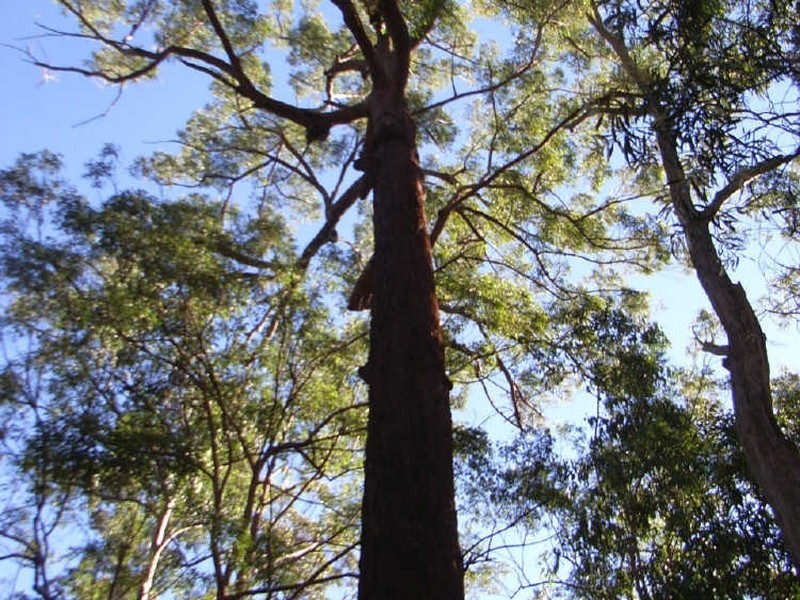 6794 Bruxner Highway, Tabulam NSW 2469