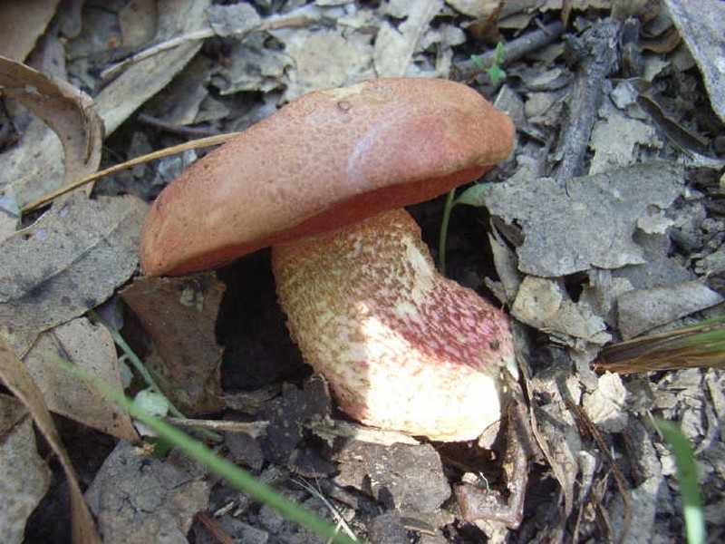 6794 Bruxner Highway, Tabulam NSW 2469