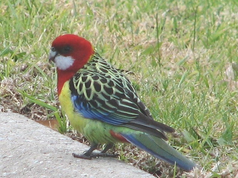 19 Robinson Avenue, Casino NSW 2470