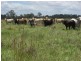 Codrington NSW 2471