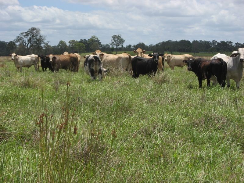 Codrington NSW 2471