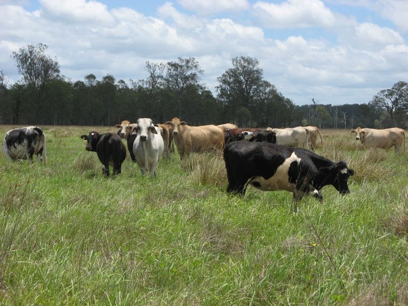 Codrington NSW 2471