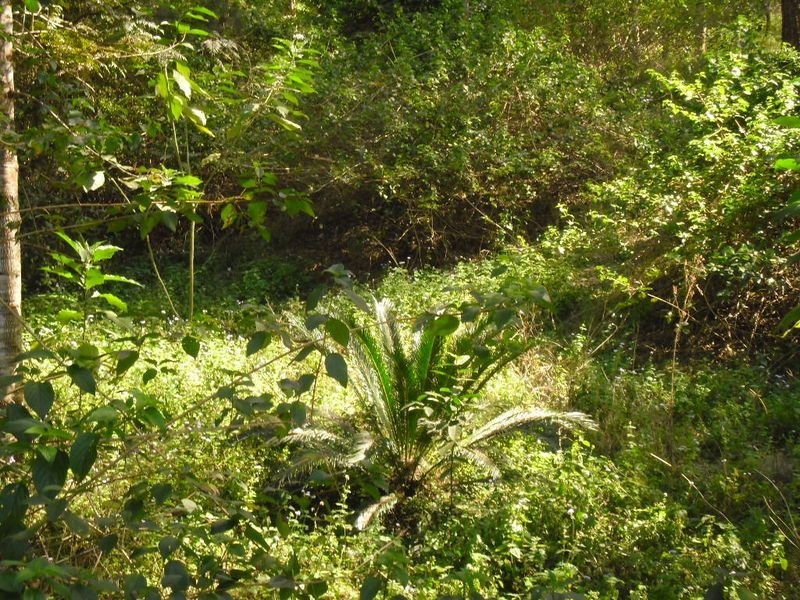 Old Bonalbo NSW 2469