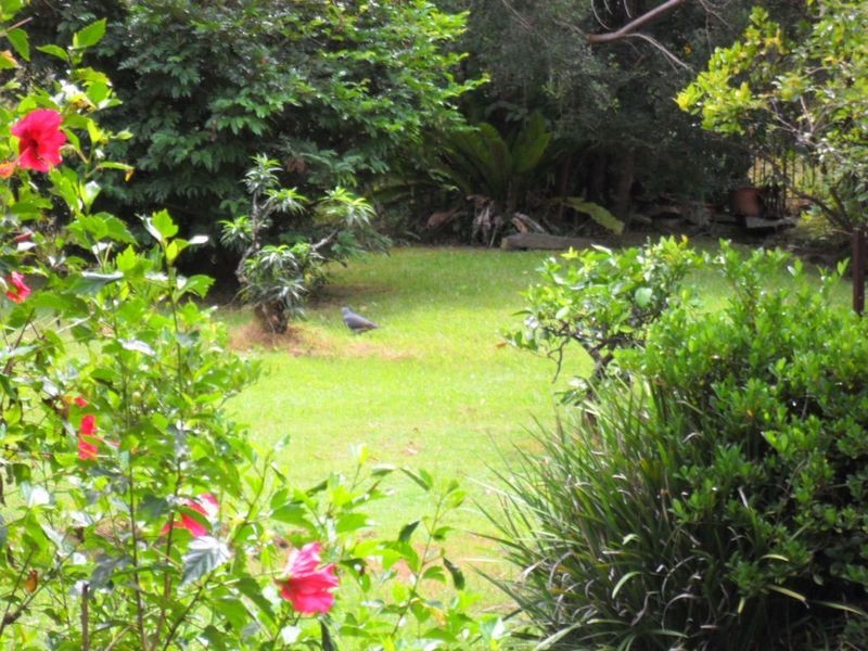 62 Leslie Creek Road, Drake NSW 2469