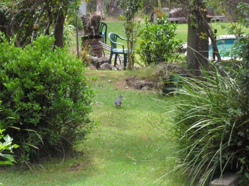 62 Leslie Creek Road, Drake NSW 2469