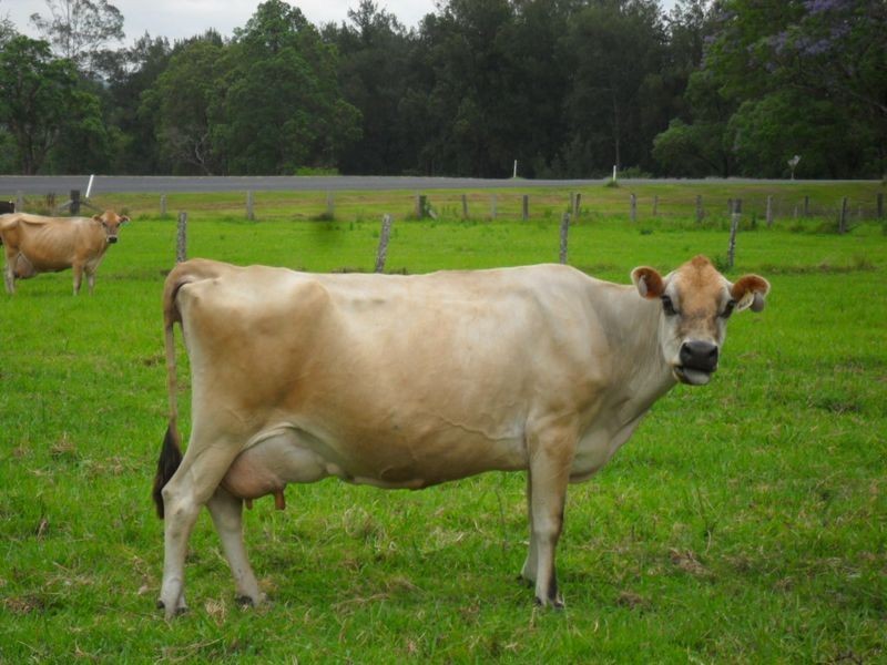 60 Main Road, Bonalbo NSW 2469