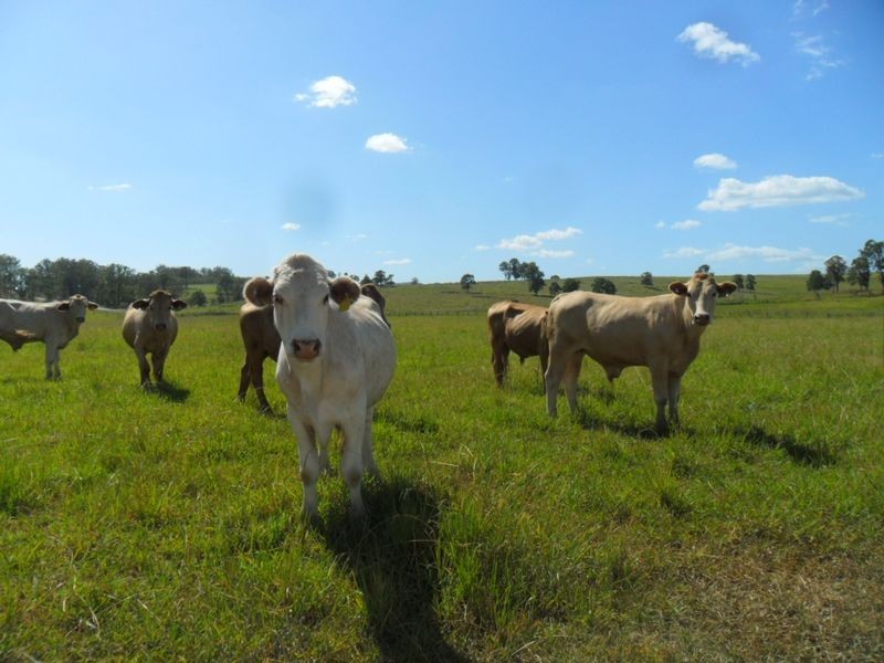 7888 Bruxner Hwy, Tabulam NSW 2469