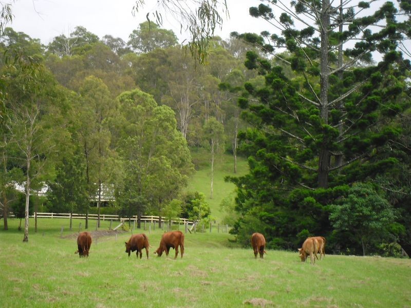482 Afterlee Road, Kyogle NSW 2474