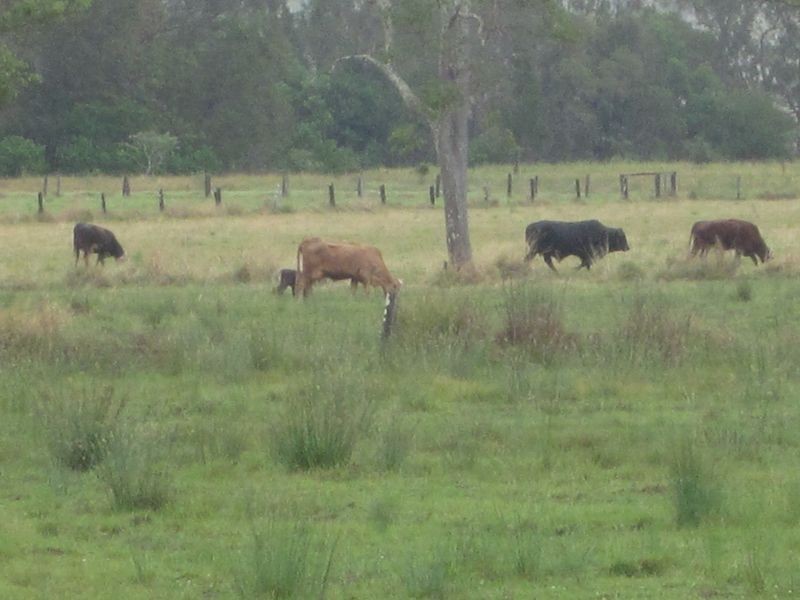 Doubtful Creek NSW 2470