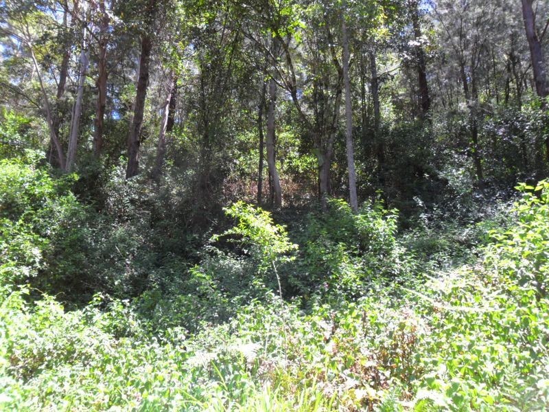 411 Boorabee Creek Road, Kyogle NSW 2474