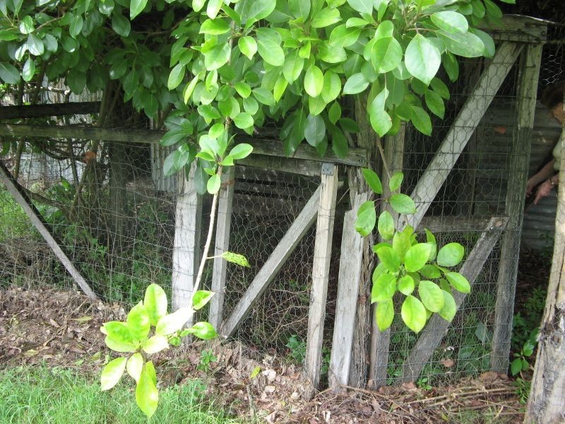 781 Eden Creek Road, Upper Eden Creek NSW 2474