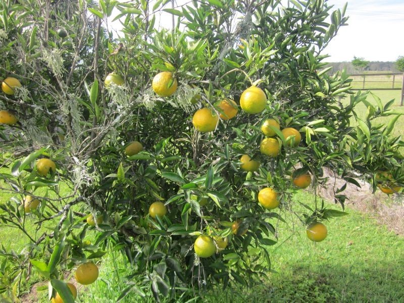 15 Geraghty Road, Yorklea NSW 2470